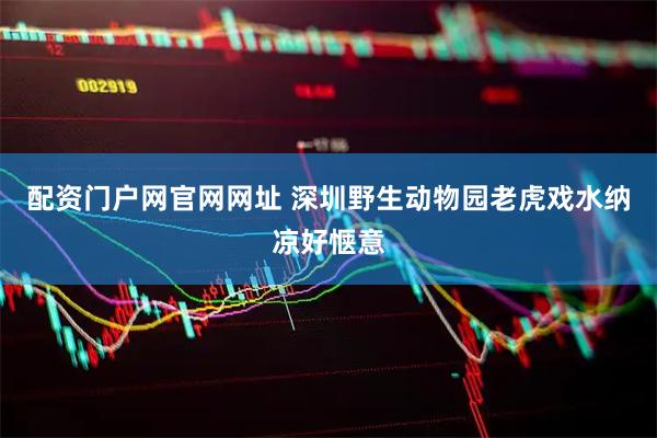 配资门户网官网网址 深圳野生动物园老虎戏水纳凉好惬意